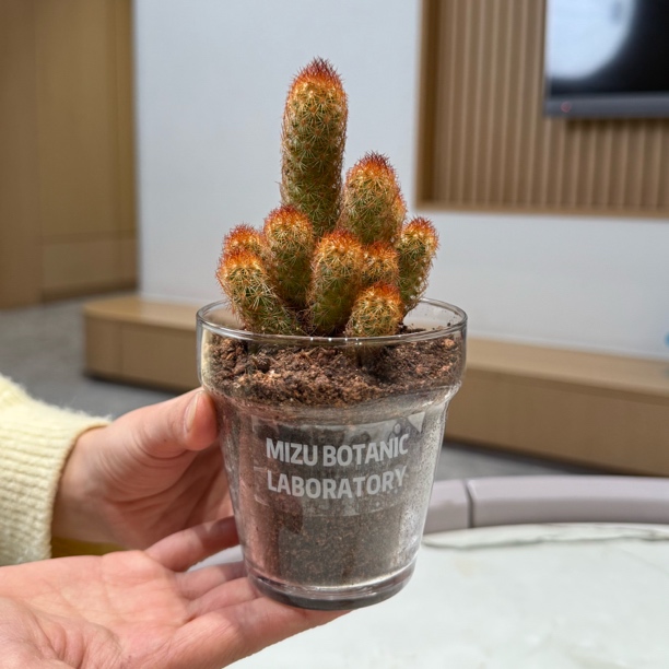 仙人掌金手指多肉盆栽绿植室内客厅办公室桌面好养花卉绿植