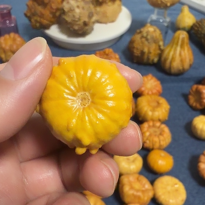 尖***.墨西哥七彩疙瘩葫芦