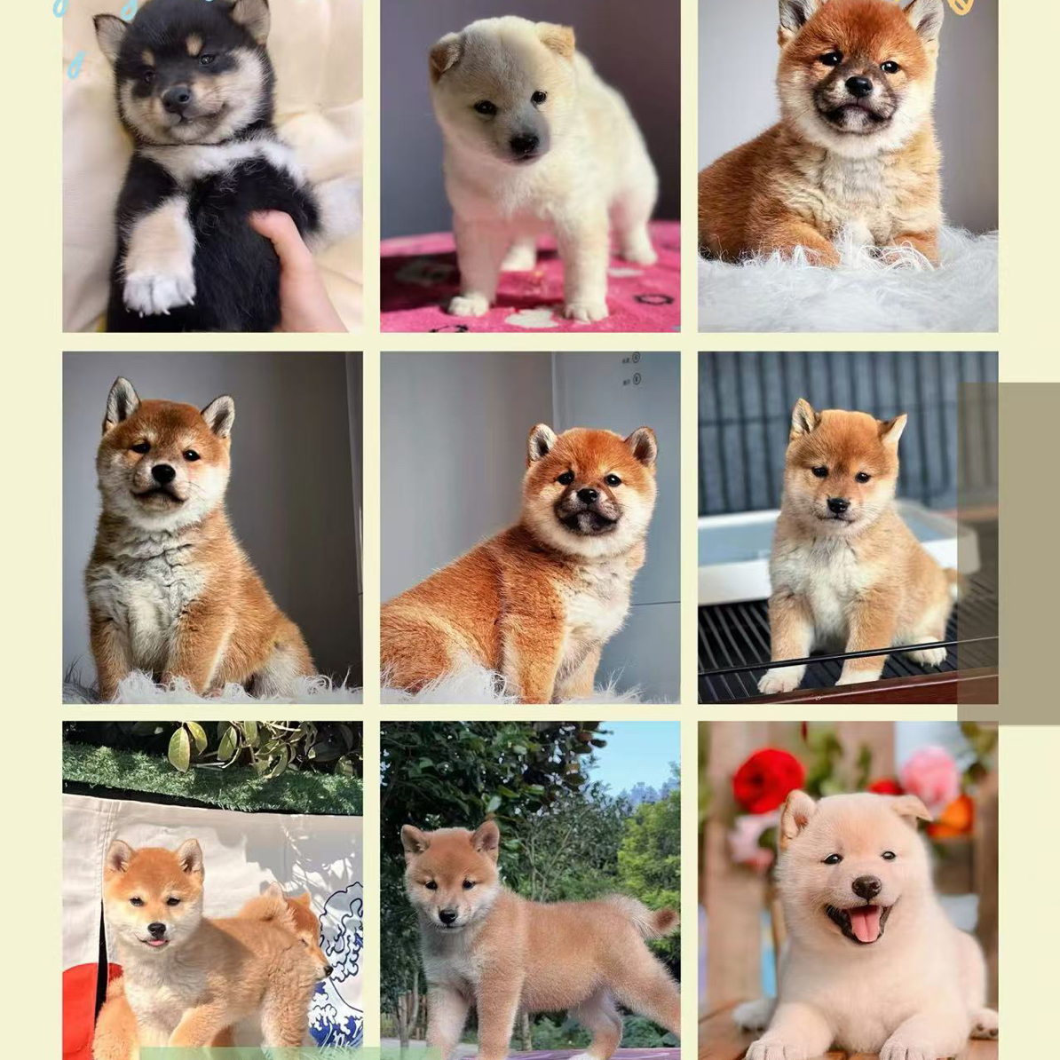 南京柴犬基地幼犬豆柴黑豆柴白豆柴赤柴纯种血统