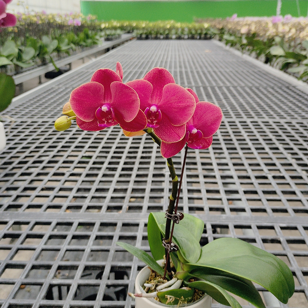 成功优选【车厘子】蝴蝶兰精致花卉盆栽四季植物