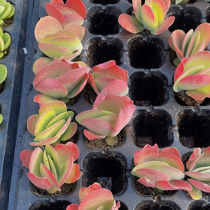 小唐印1元带土发货