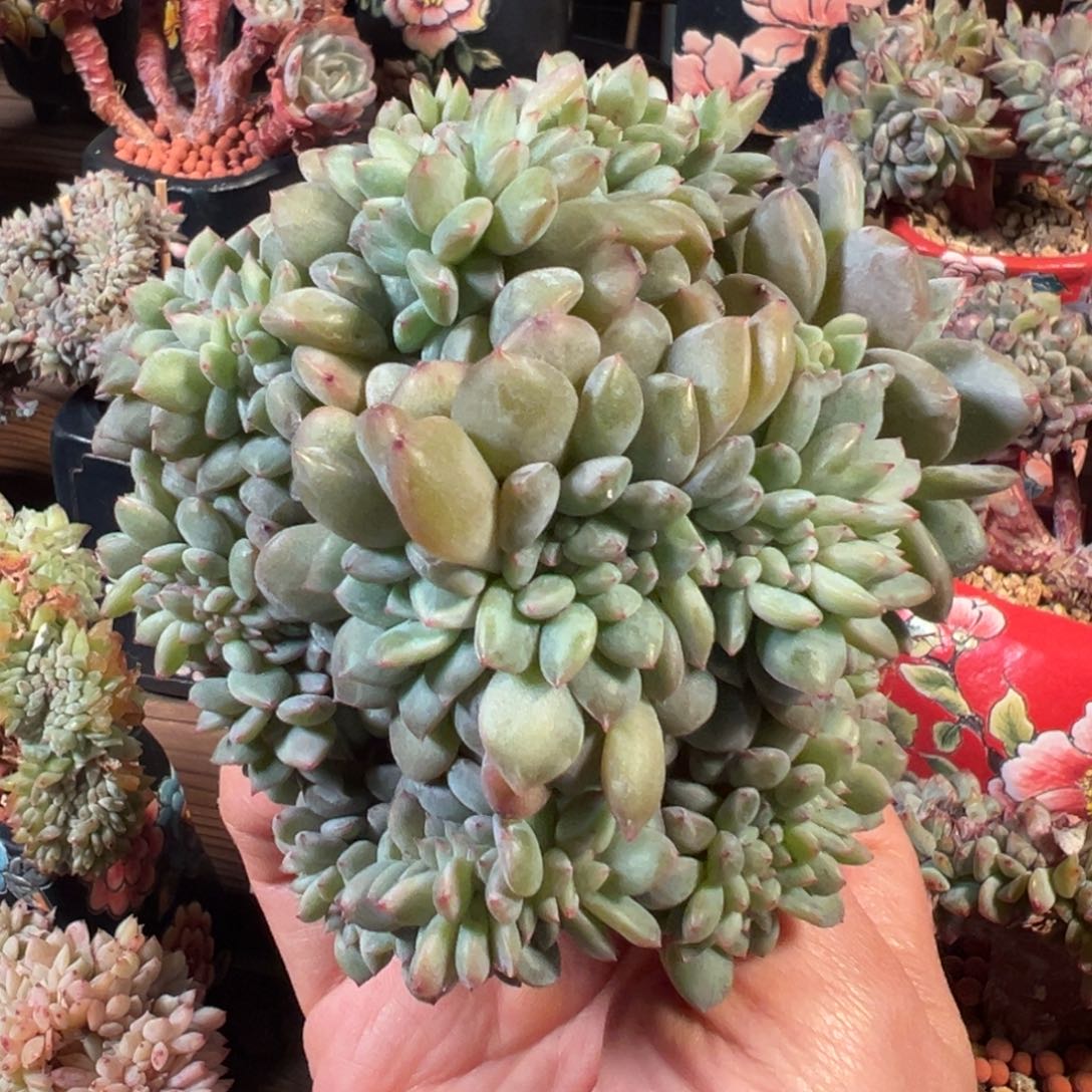 新年快乐 新年快乐