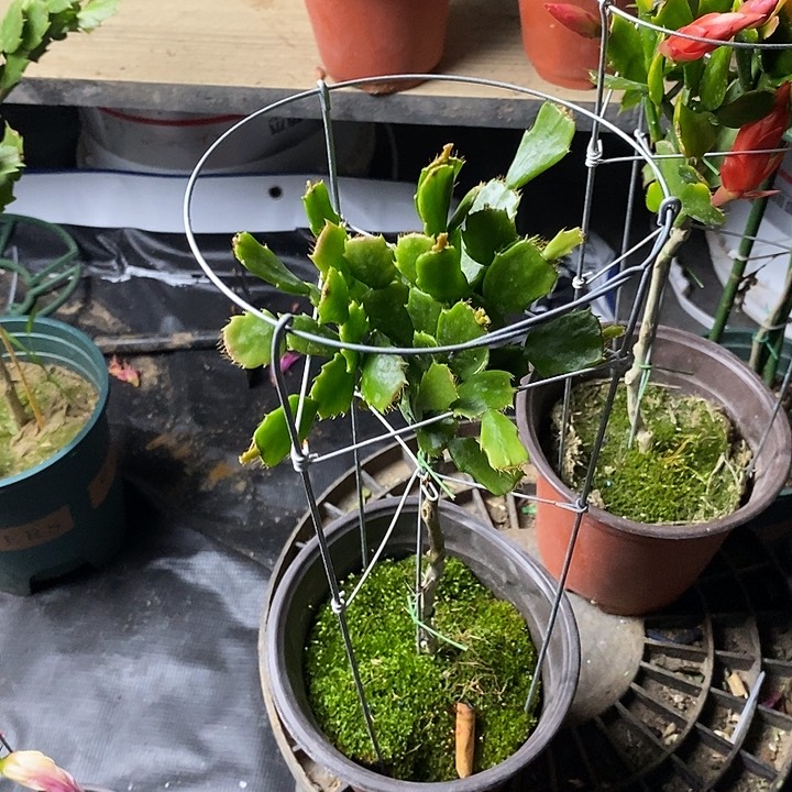 哈****儿红色叶仙嫁接蟹爪兰重瓣053