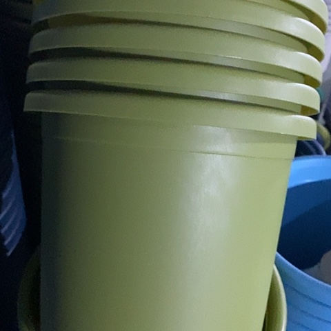 树脂四季5号果绿无托6个特价