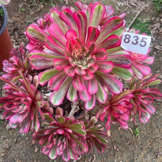 835白月光多肉植物花花