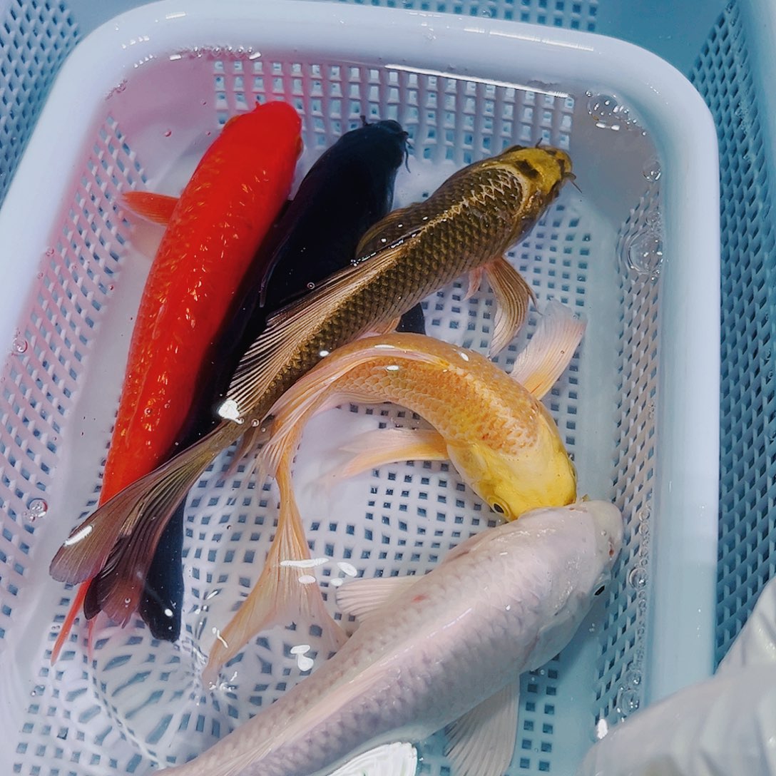 锦鲤锦鲤冷水鱼观赏