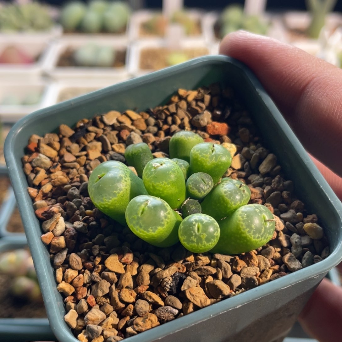 柴****福利植物一物一拍