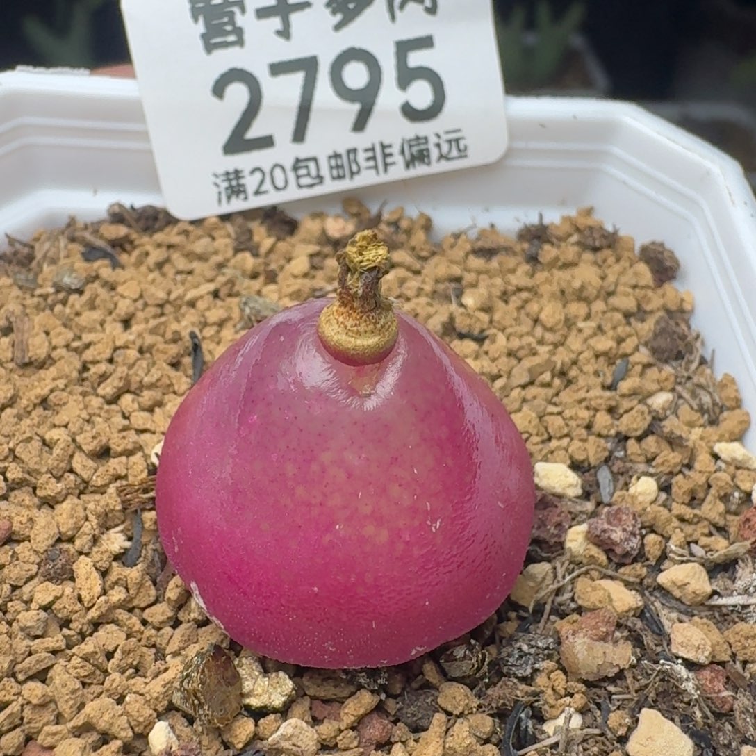 灯泡2.3带盆土。          