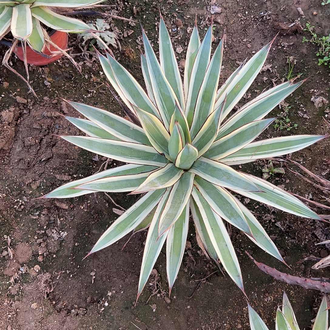 多肉植物龙舌兰单头