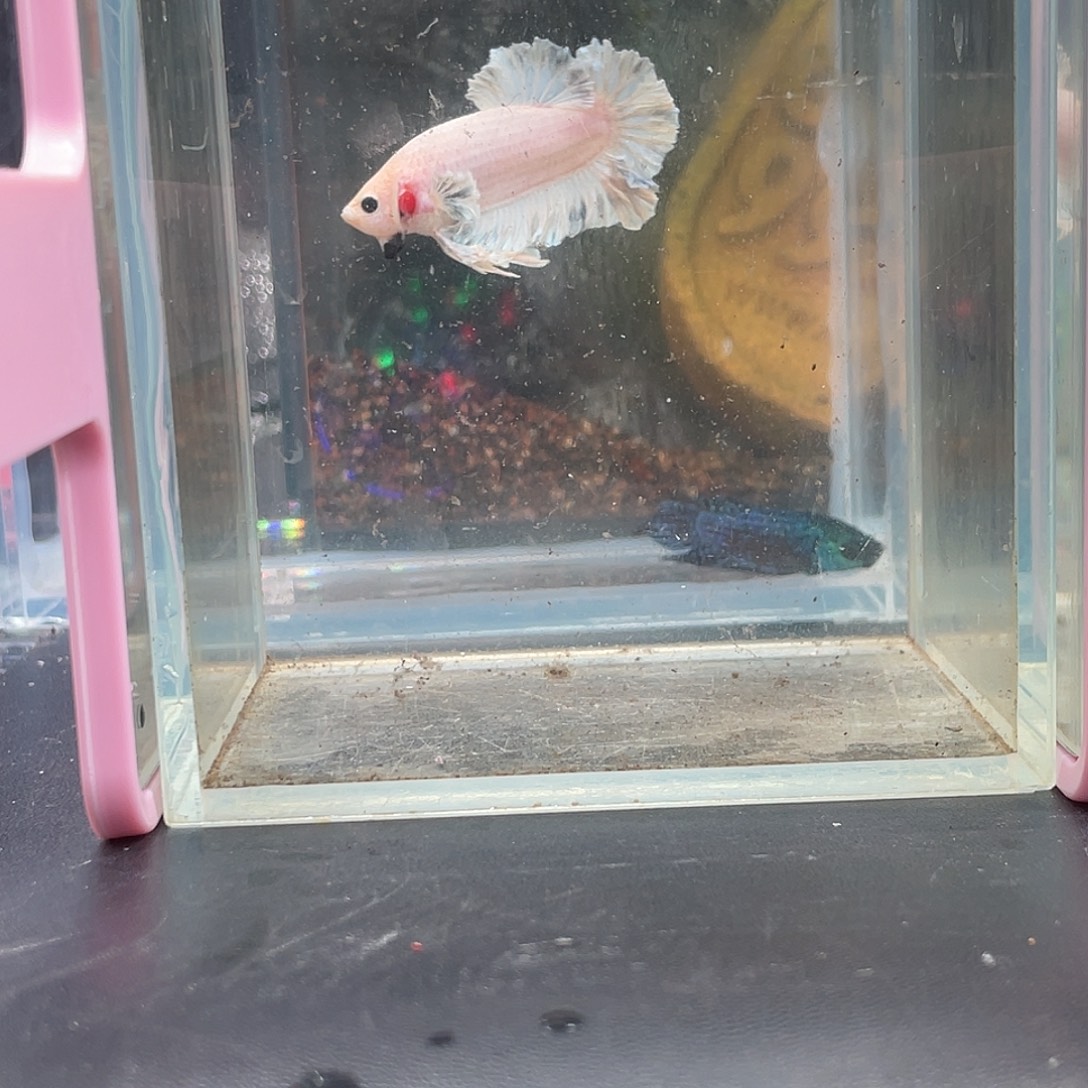 斗鱼20号13晚绣球