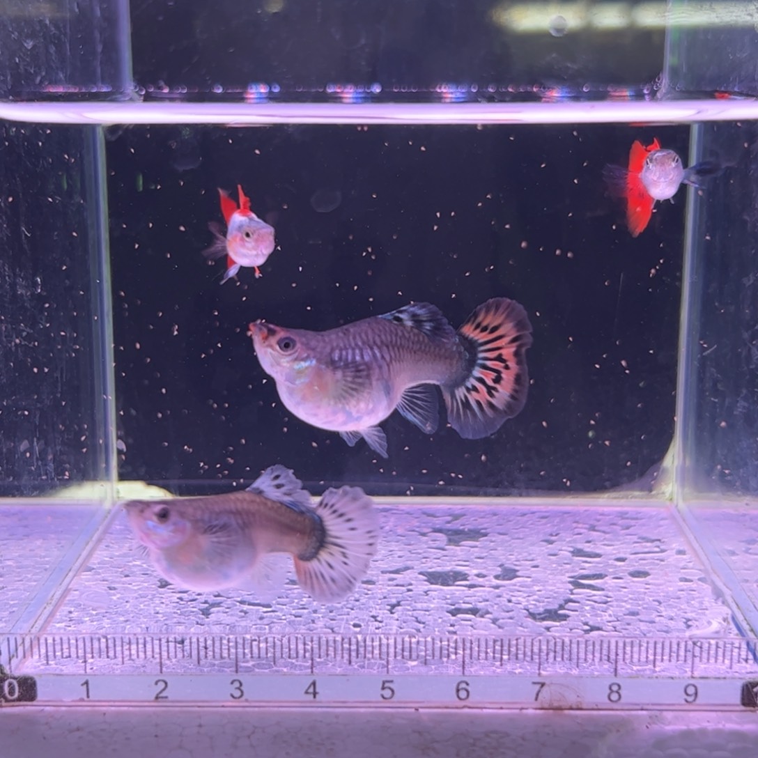 林****孔雀鱼象耳短球2对