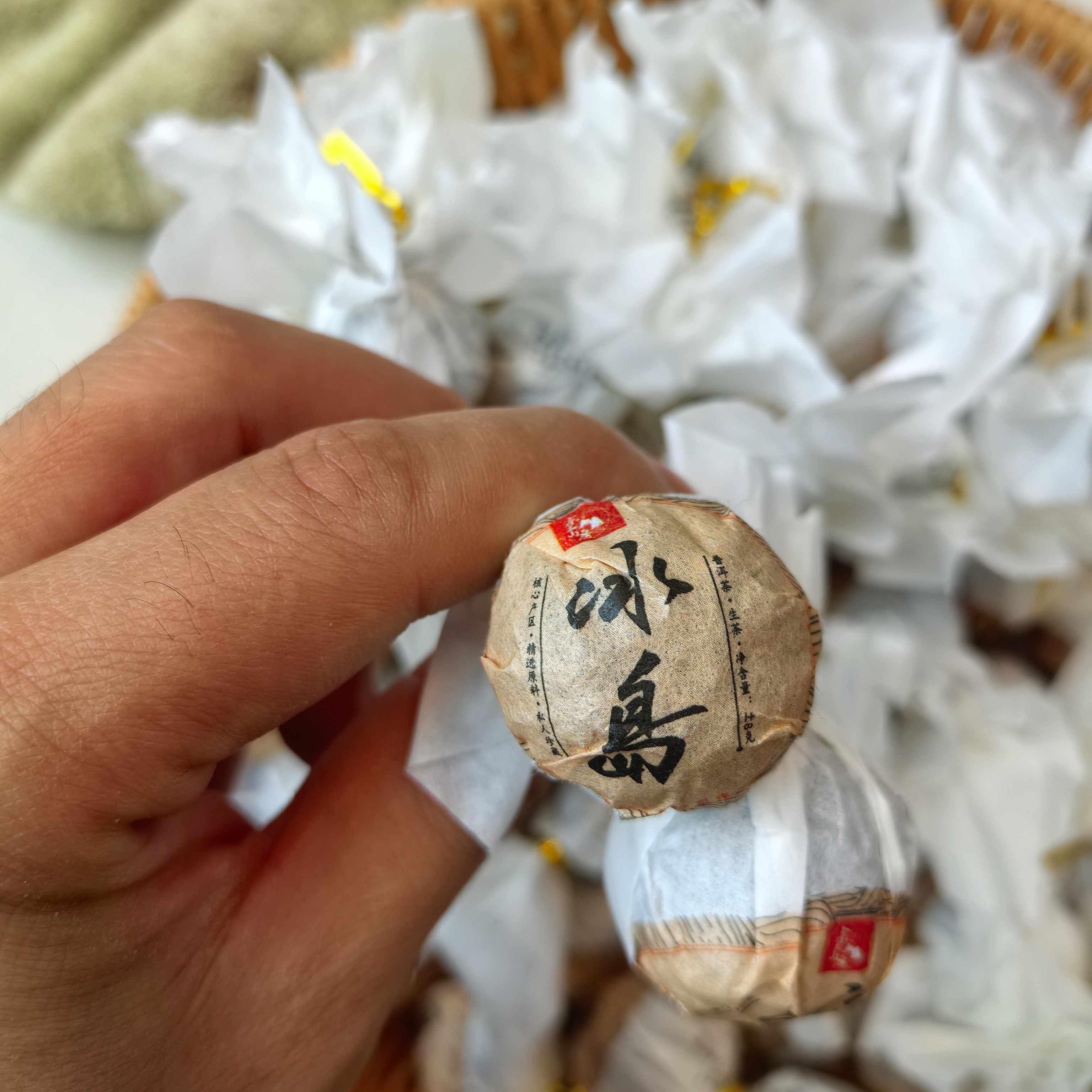 【小杨特推】2024年冰岛生茶龙珠