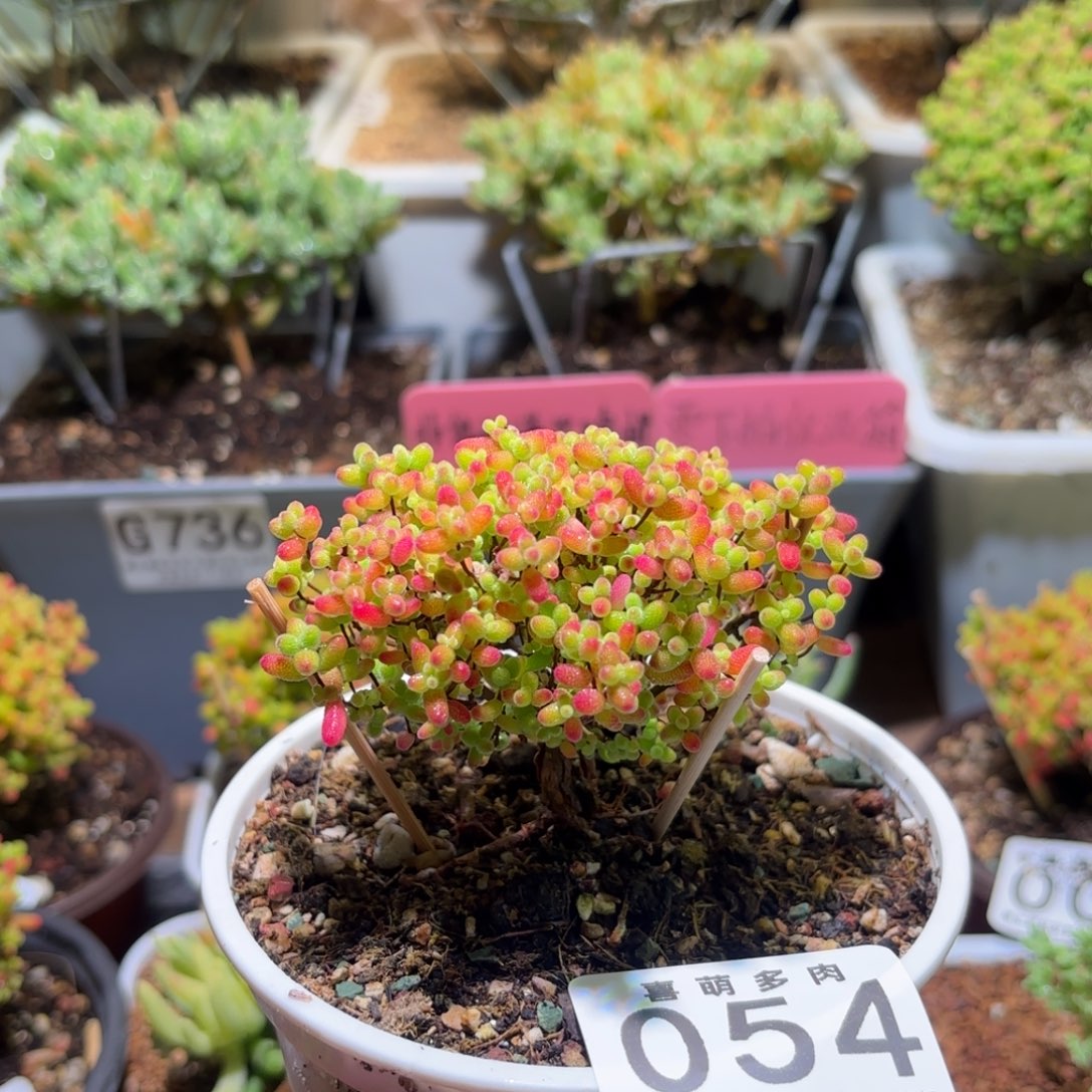 枝干番杏密橘糖球福利054