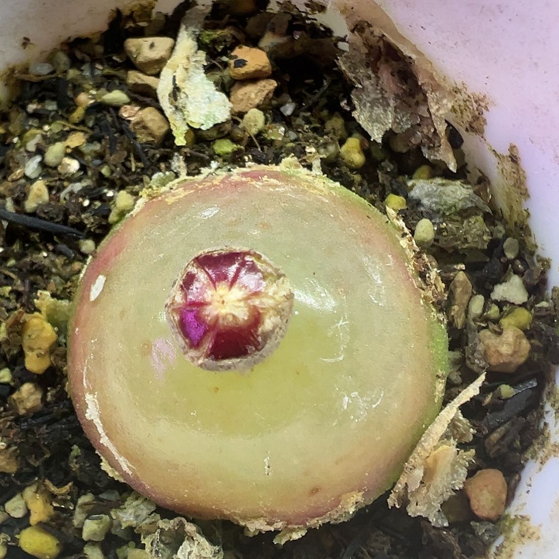 624灯泡2.5厘米带盆土发货