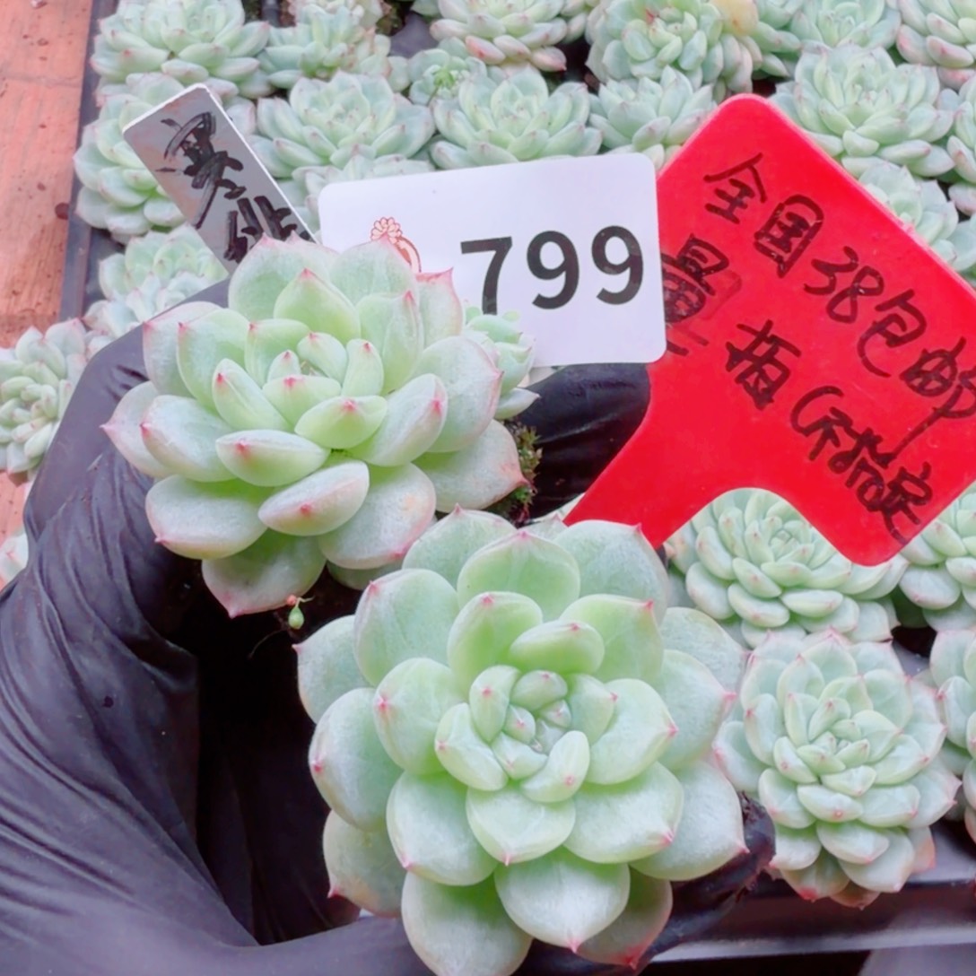 多肉植物多肉植物