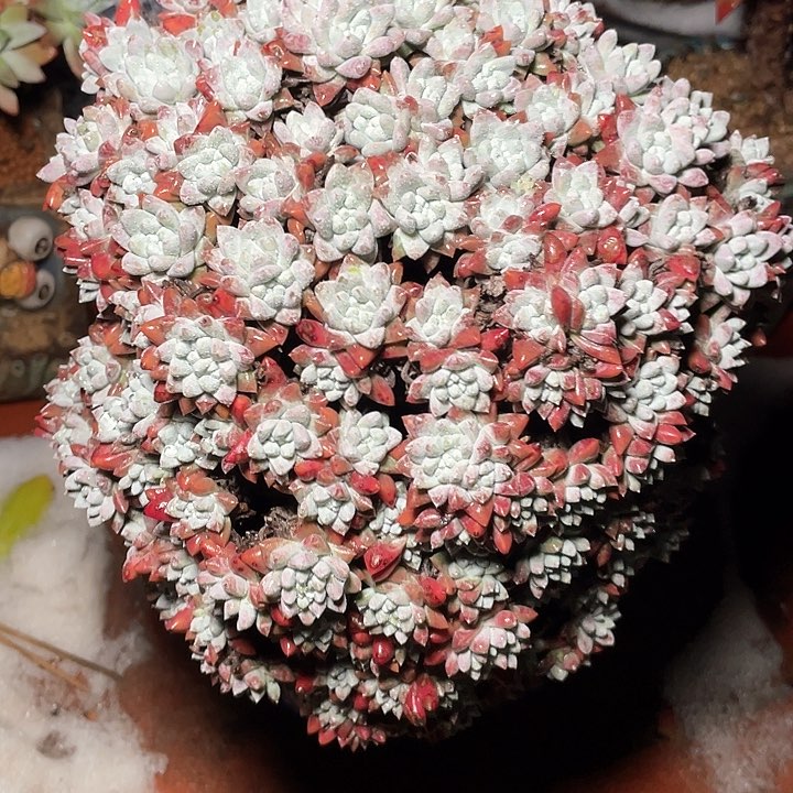 小鹿多肉一物一拍悬崖白菊