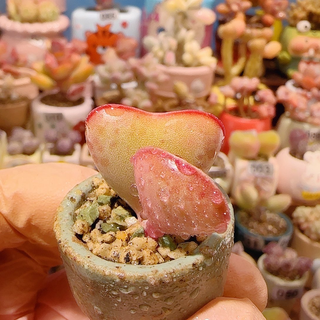 T爱心水泡盆口2cm