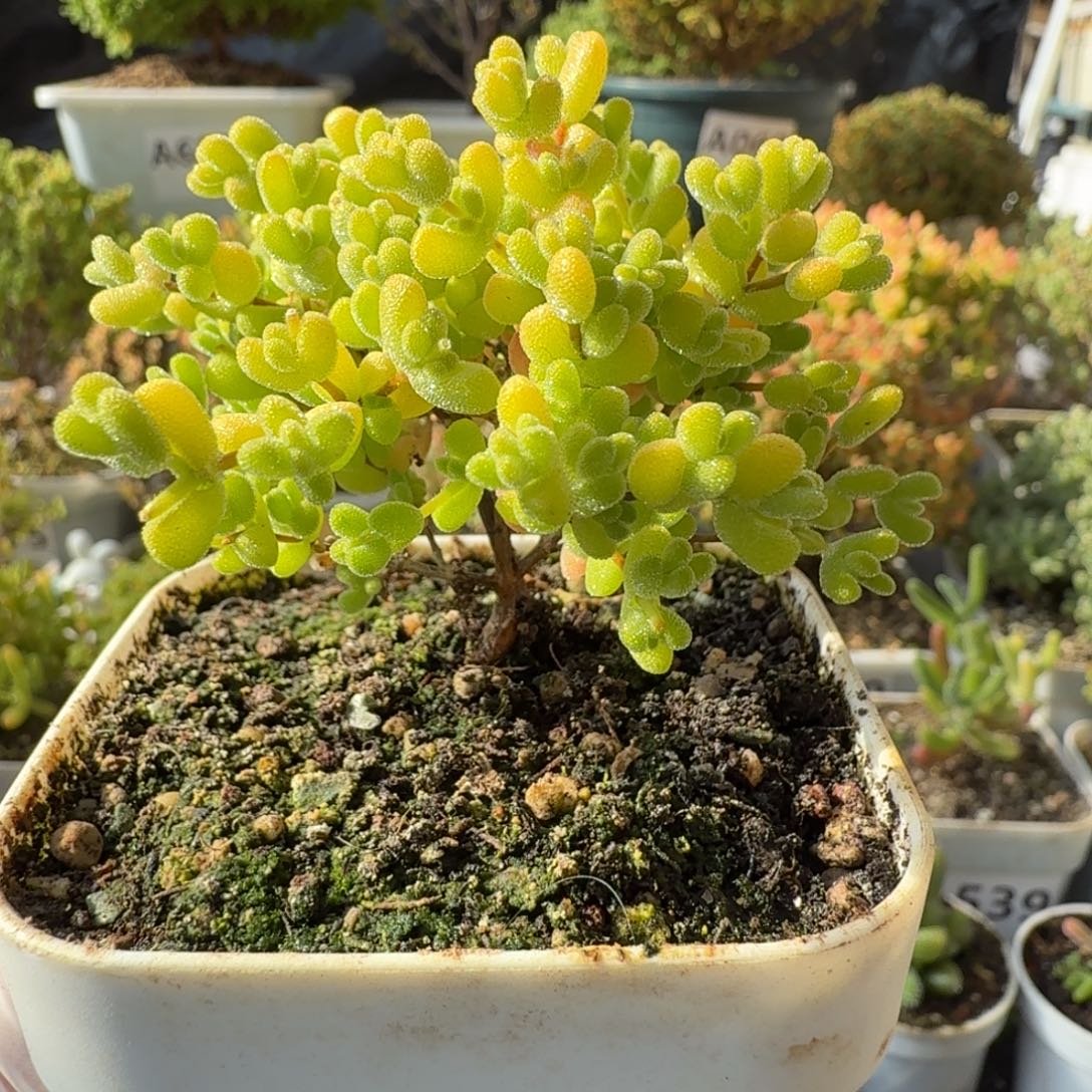 A758黄金莱斯枝干