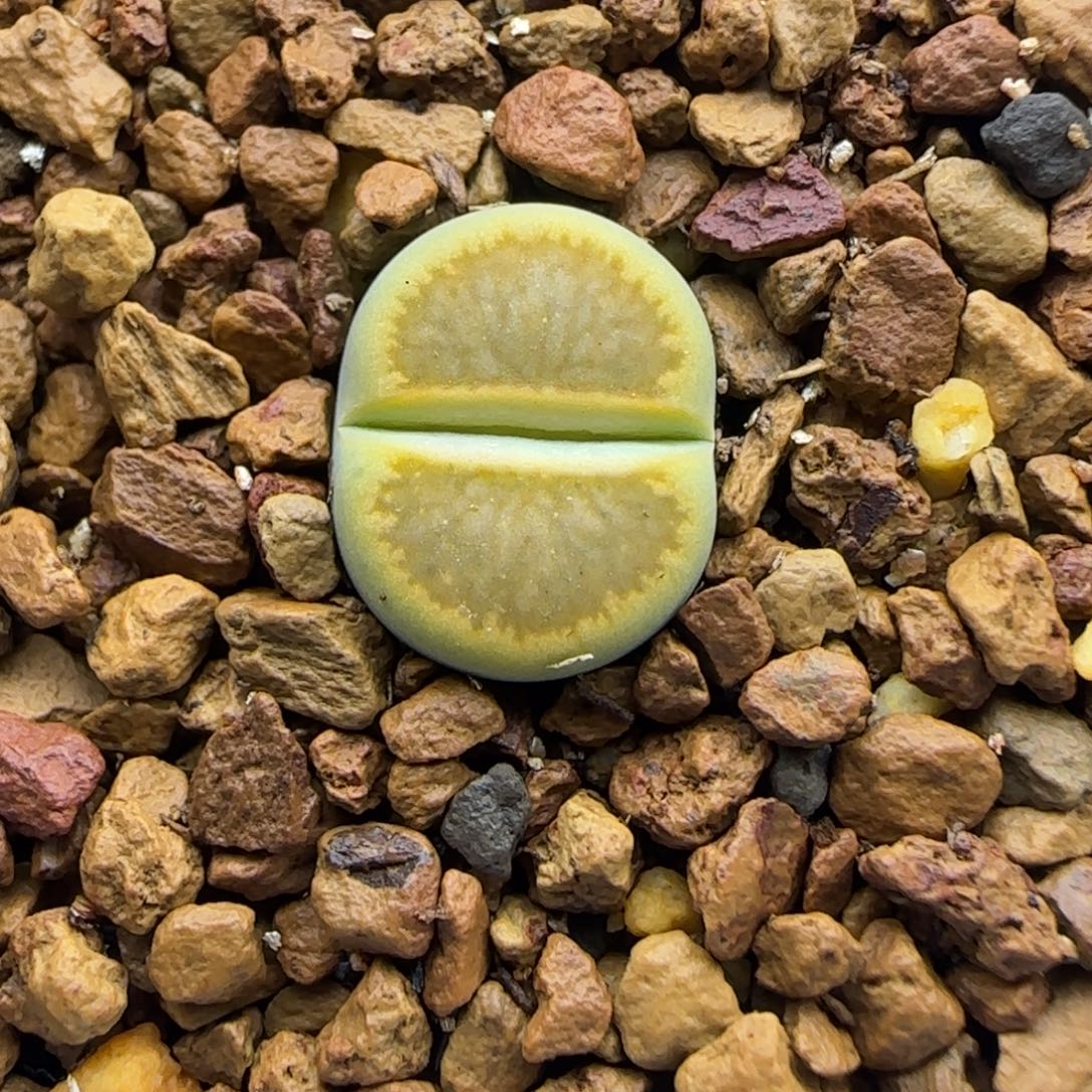 881 生石花大棚直播