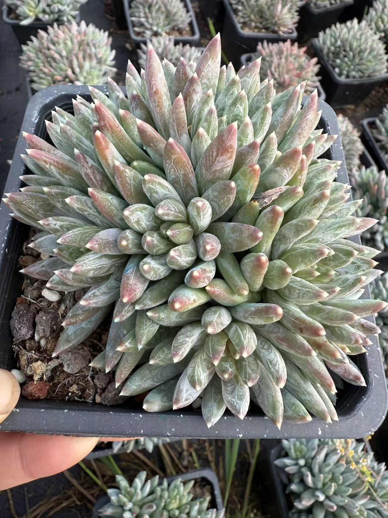 炫彩星  多肉植物满两单包邮