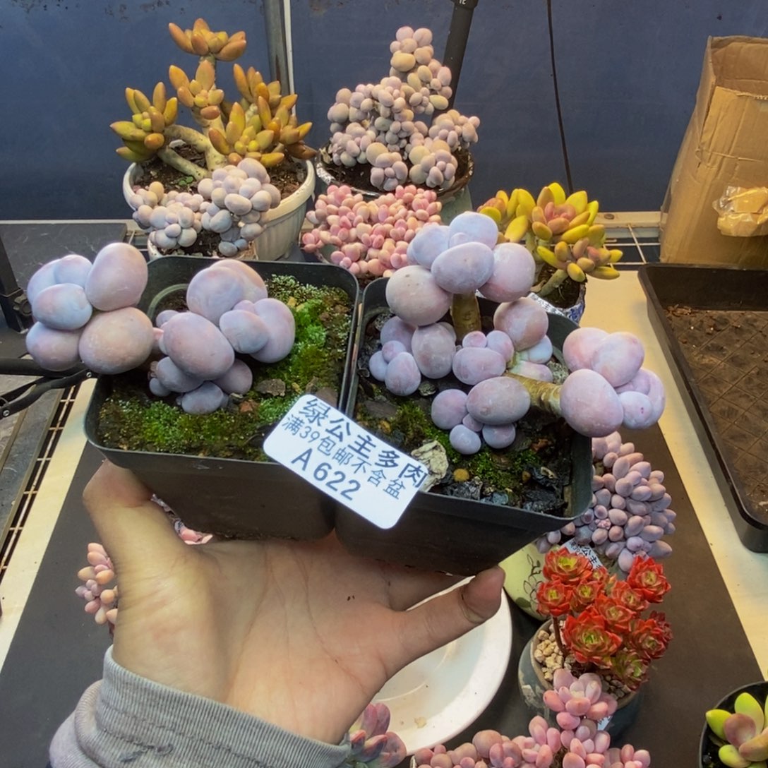 622芭比奶多肉两颗