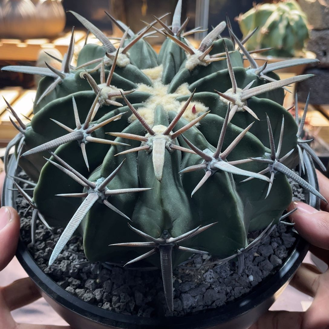 086实生根凌波球体17公分，刺座0.7+