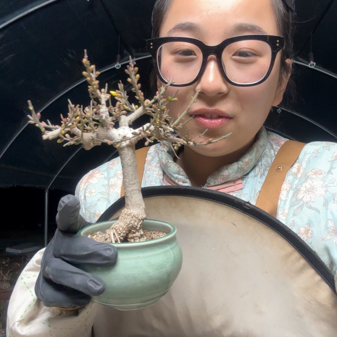 迎春花红*子迎春花盆景盆栽