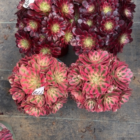 别**格779号4颗多肉植物20厘米左右