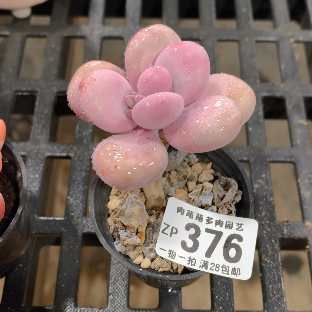 肉萌萌拇指盆精控多肉ZP376