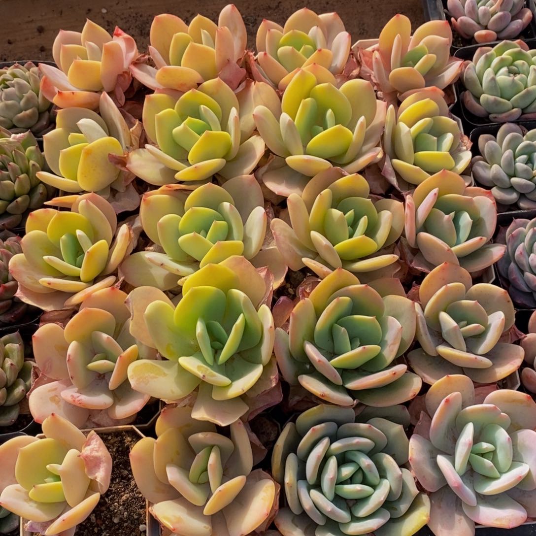 681多肉植物保护研究所