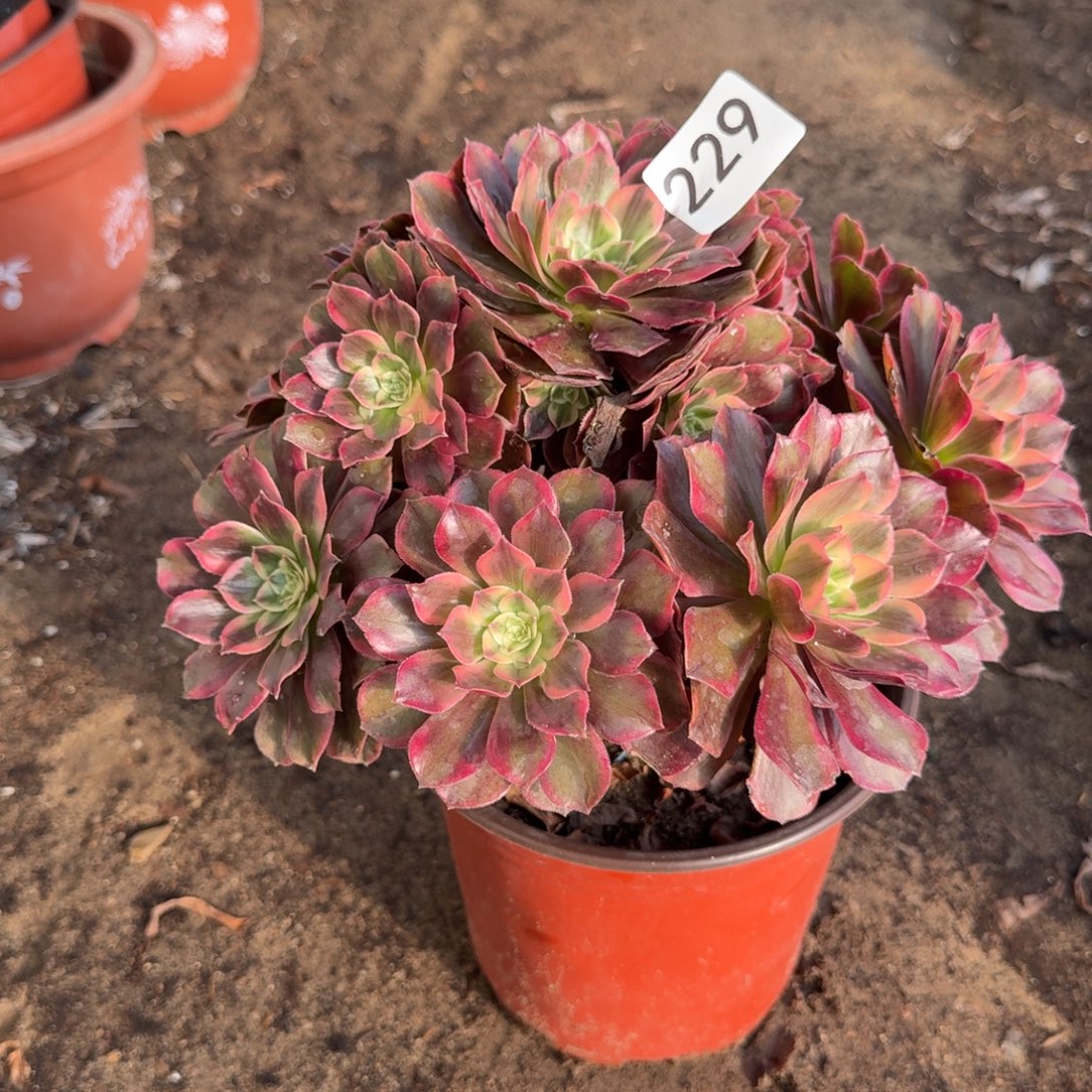 新品法师多肉229号法师多肉