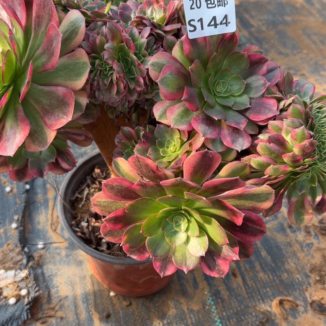 144雨荷缀，满20包邮