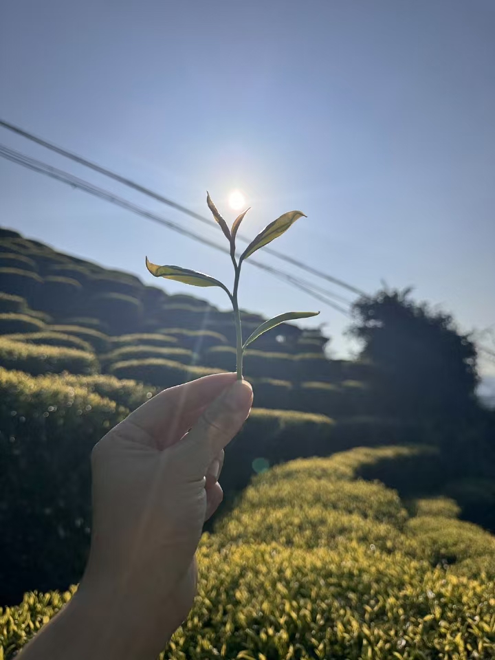 凤凰单丛高山雪片桂花香