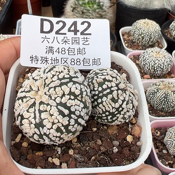 242号实生兜多肉植物