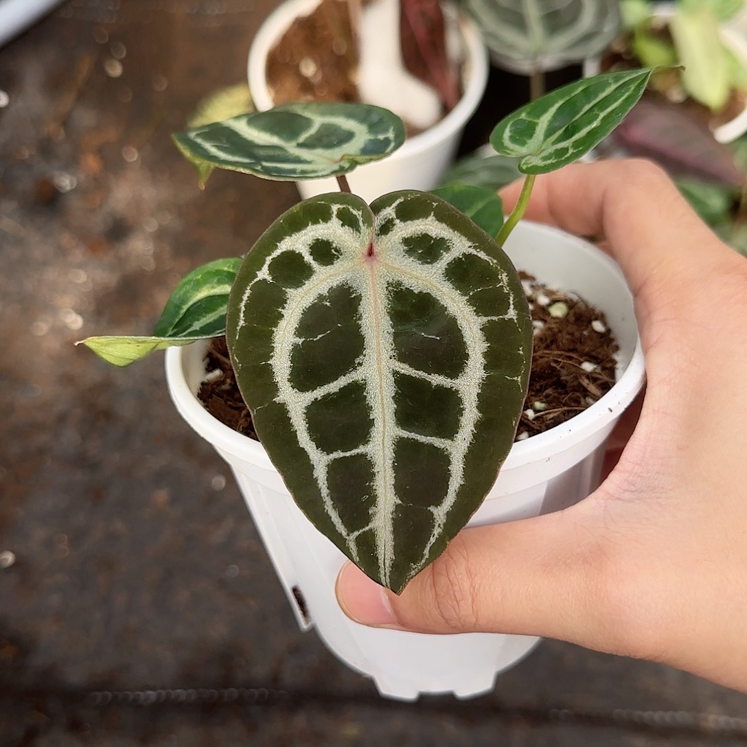 完全开放女团x粉面