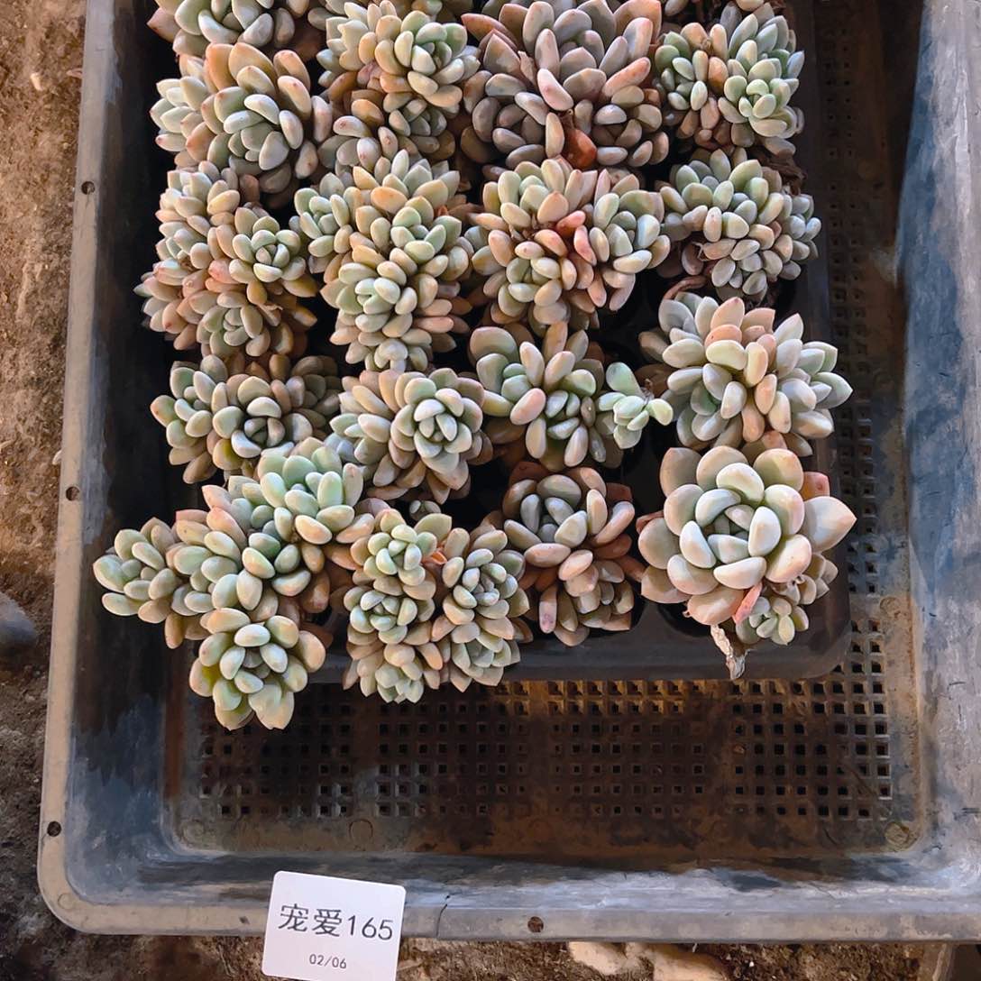 直播福利一物一拍165