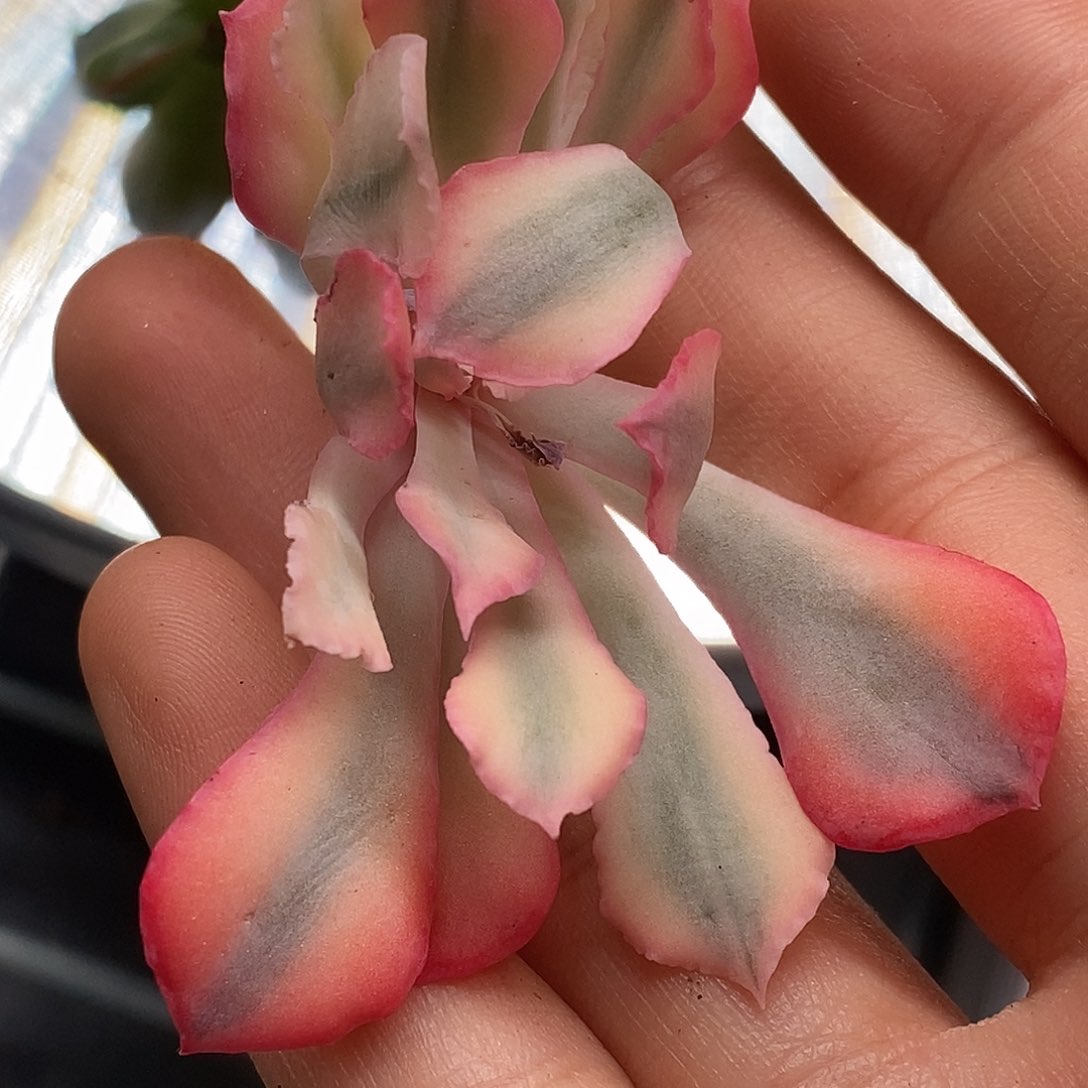 晚霞之舞锦一物一拍，