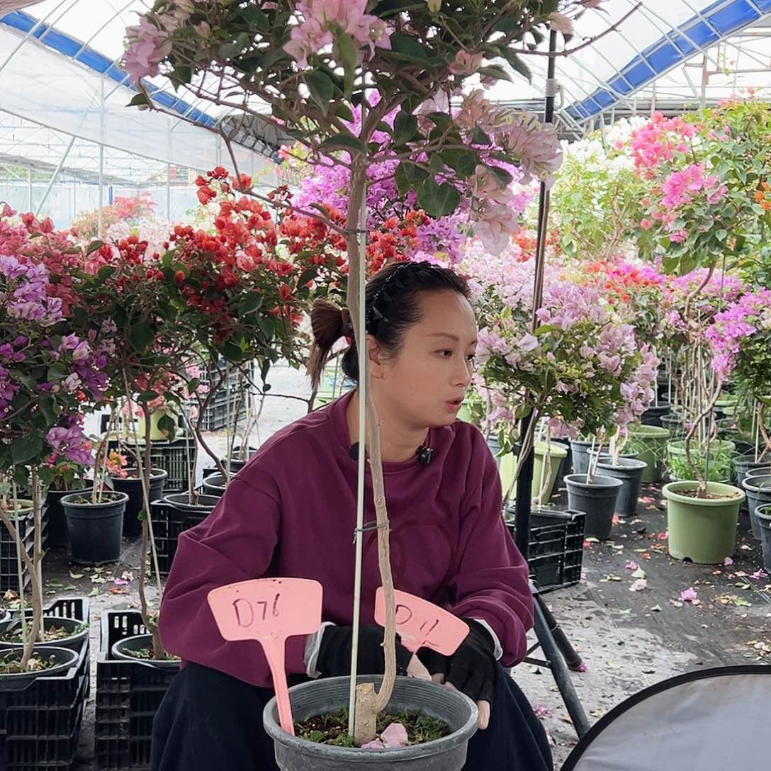 x***g大部分花苞少量开放D76丽娜