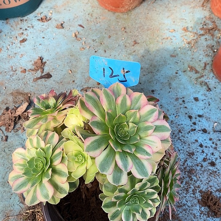 125 一颗雨何法师多肉