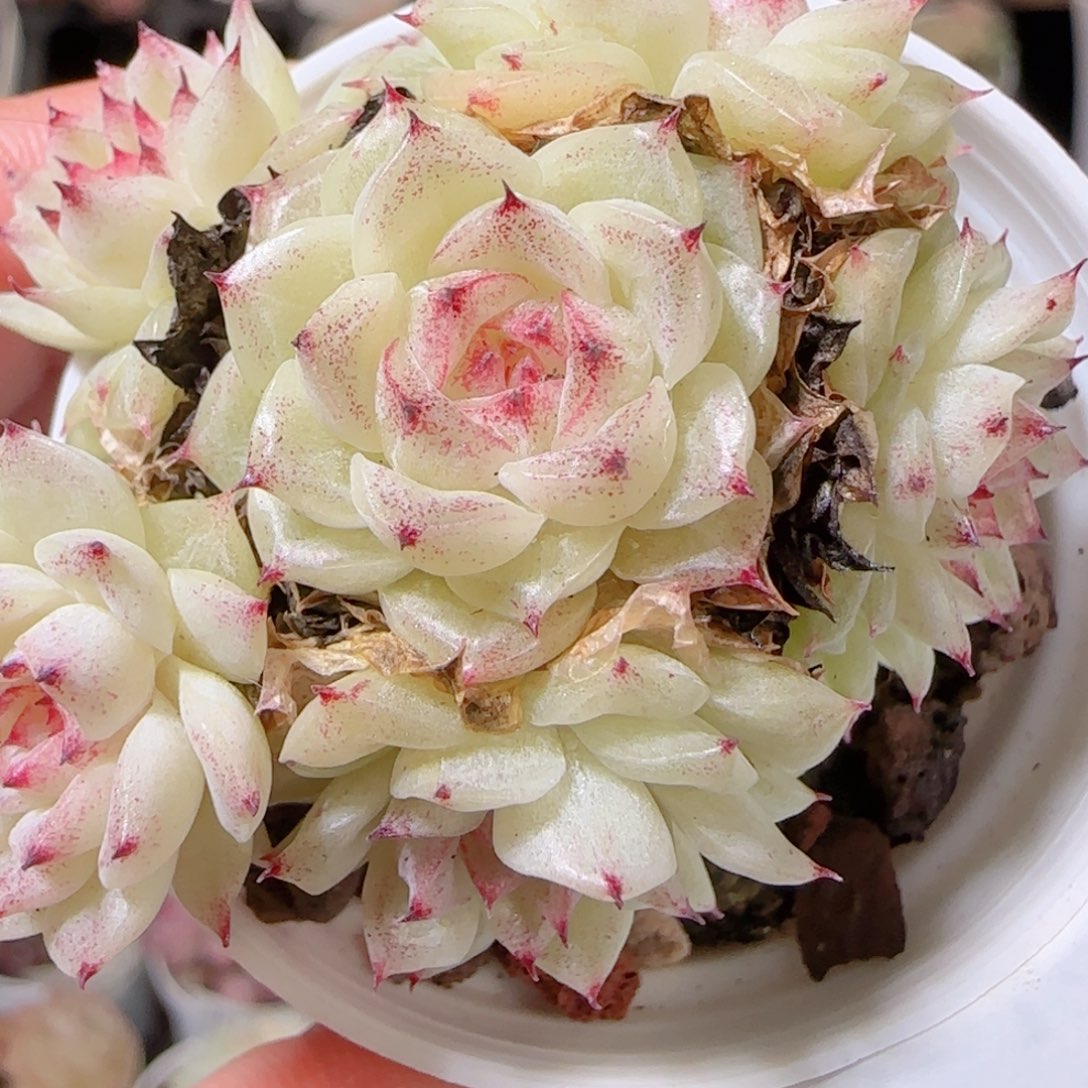 花语多肉1209-395散