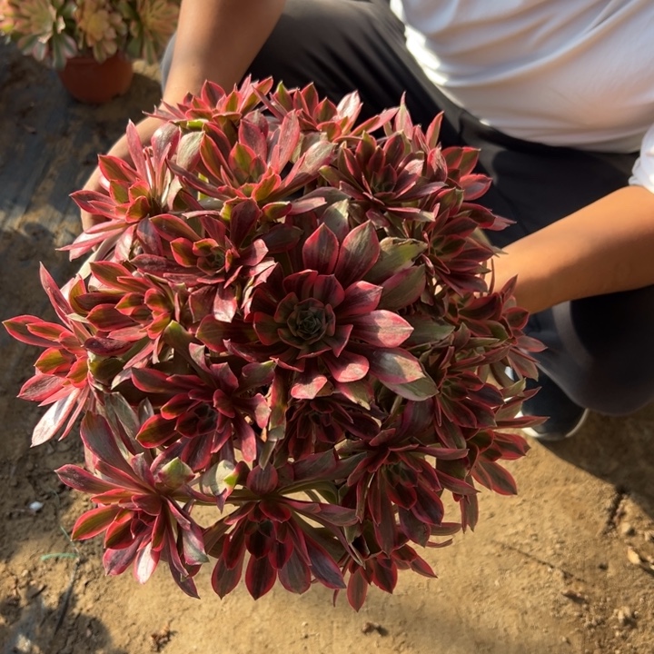 28.8浣纱一颗包邮