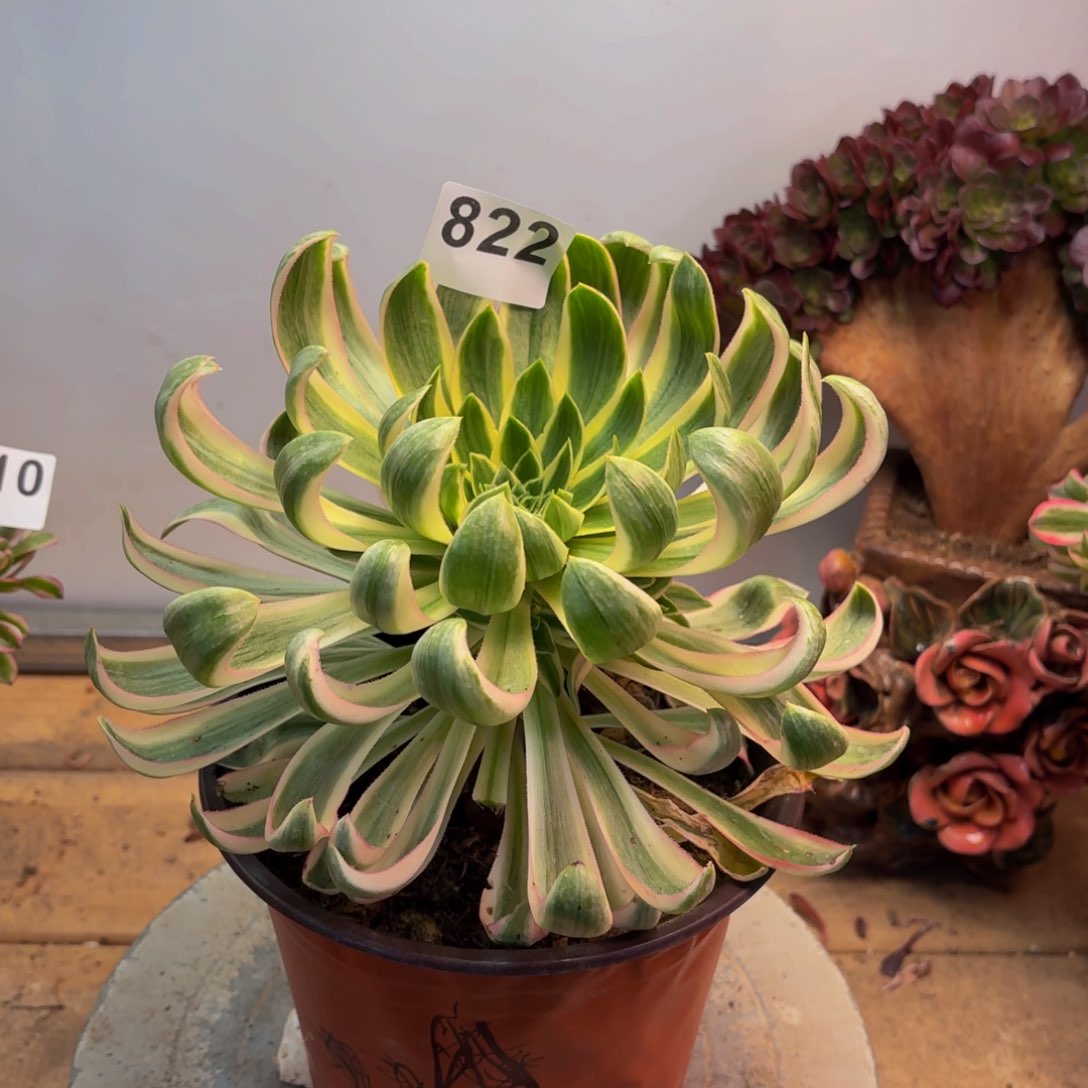 多肉法师青莲822