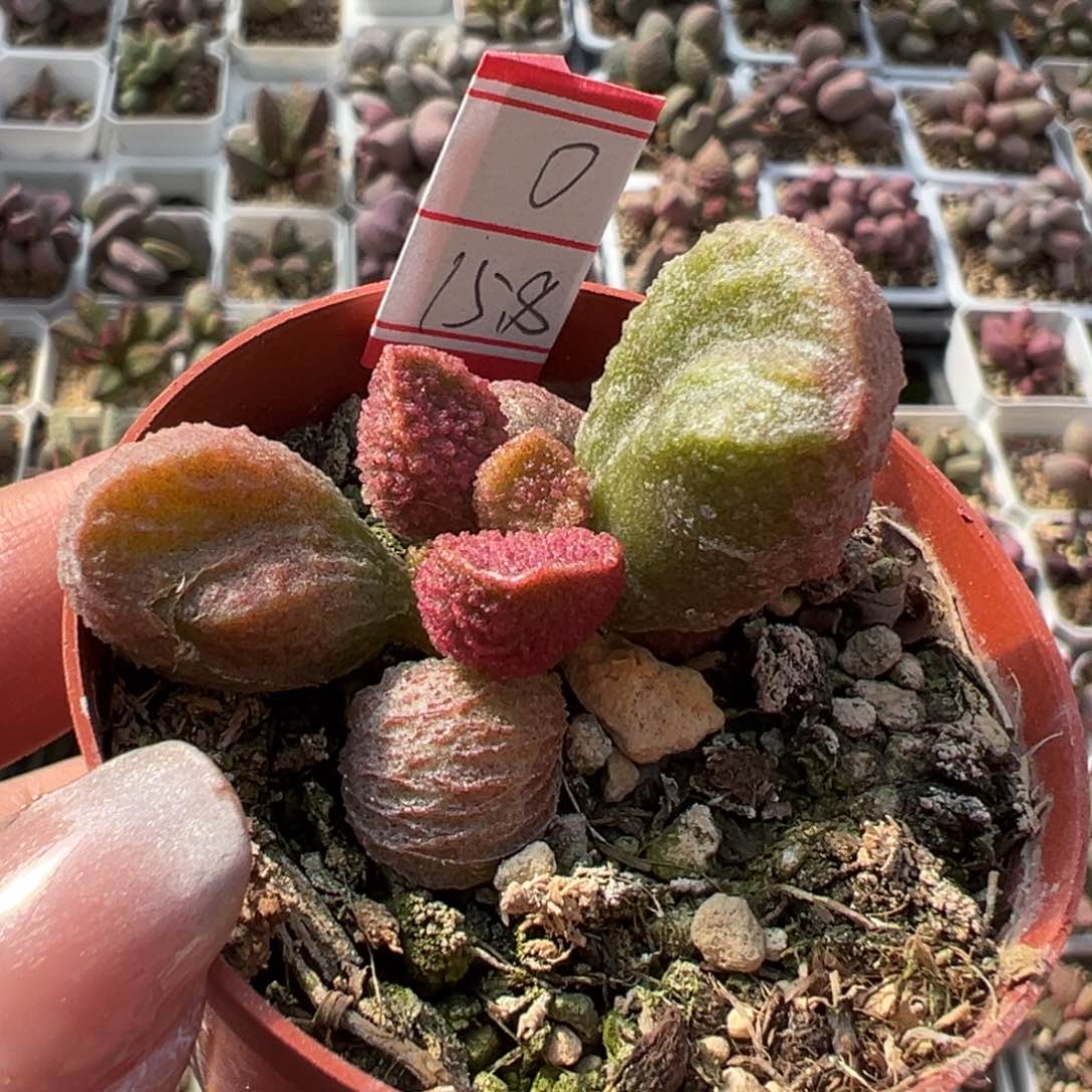 实生新品多肉植物水泡