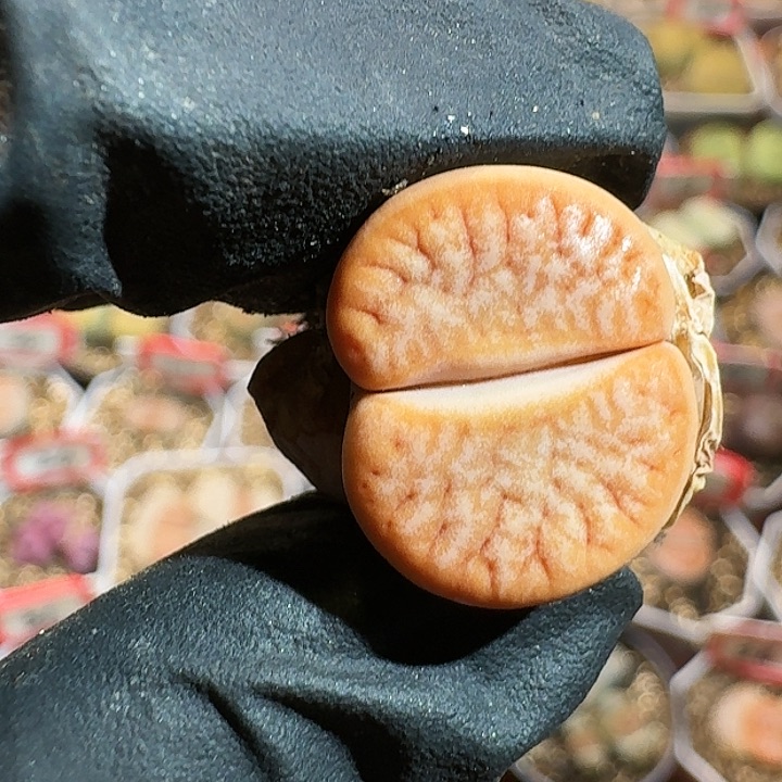 生石花14444。 72