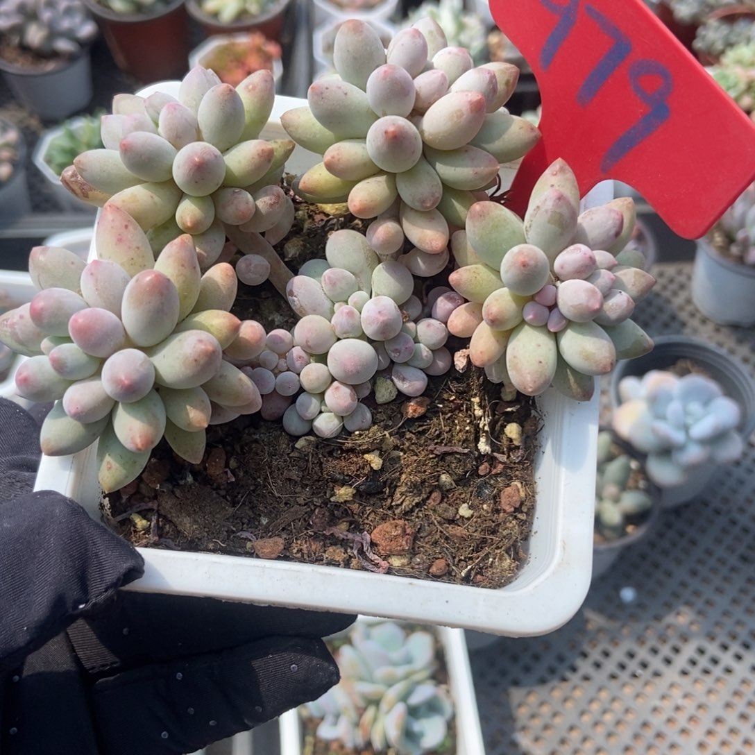 979婴儿手指多肉植物保护