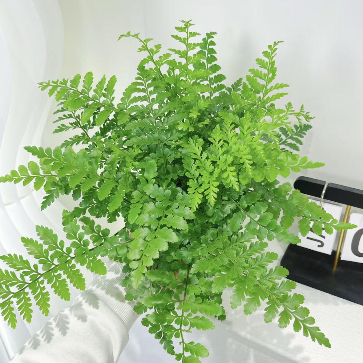 吉姆蕨平安蕨澳洲宝石蕨室内四季常绿花卉盆栽轻奢北欧净化空气