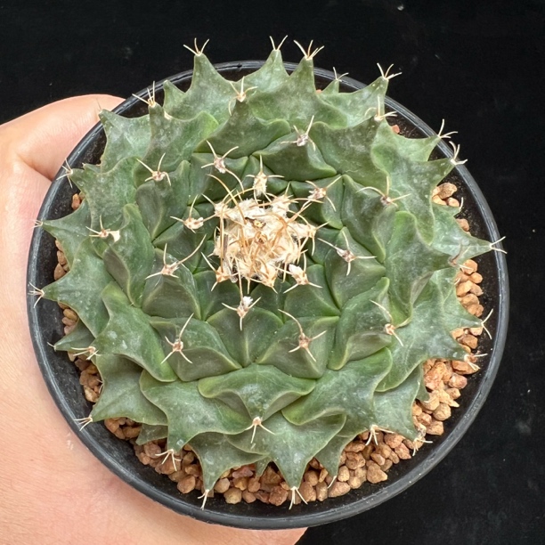 帝冠实生球冠幅7.5cm一物一拍