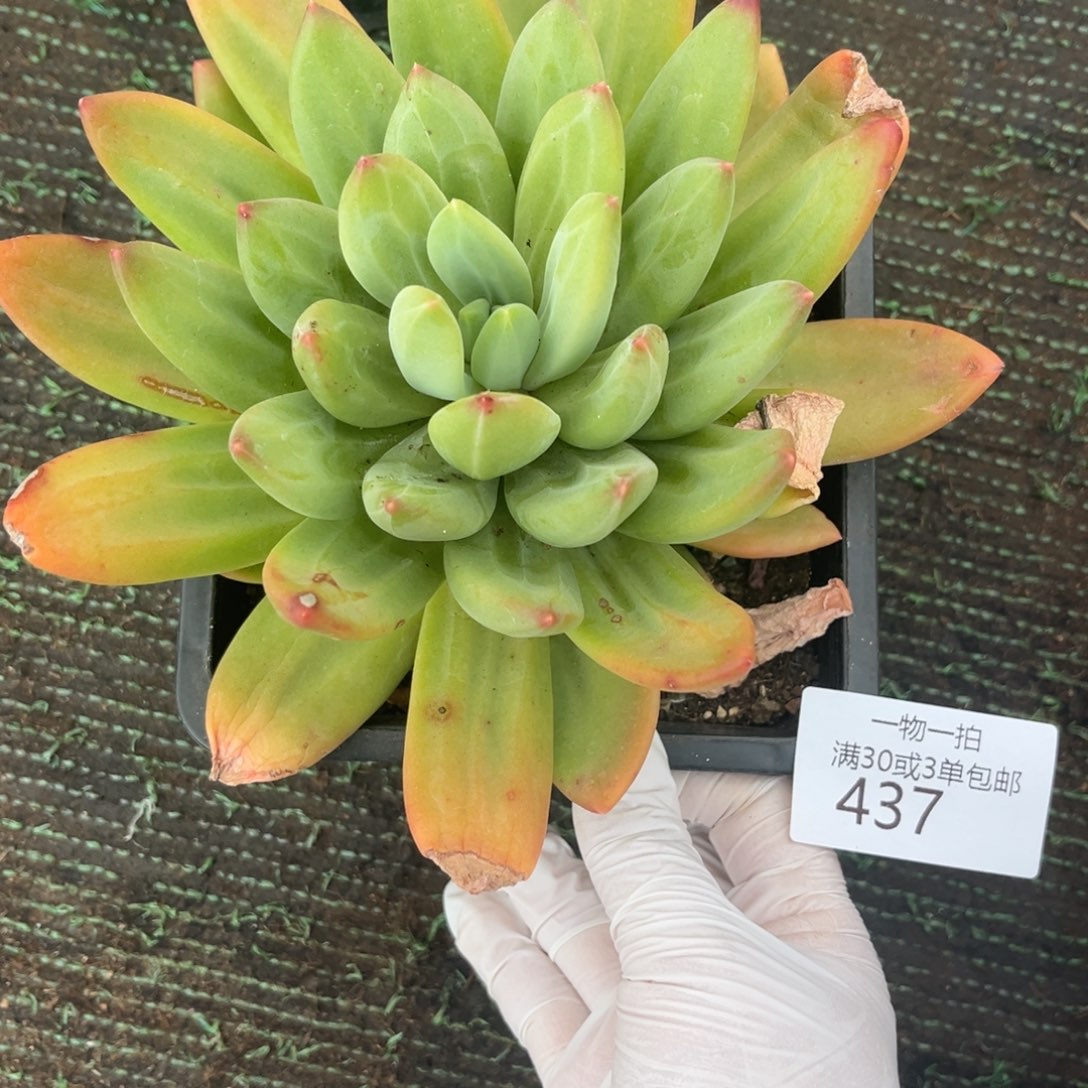 437海洋之歌多肉植物