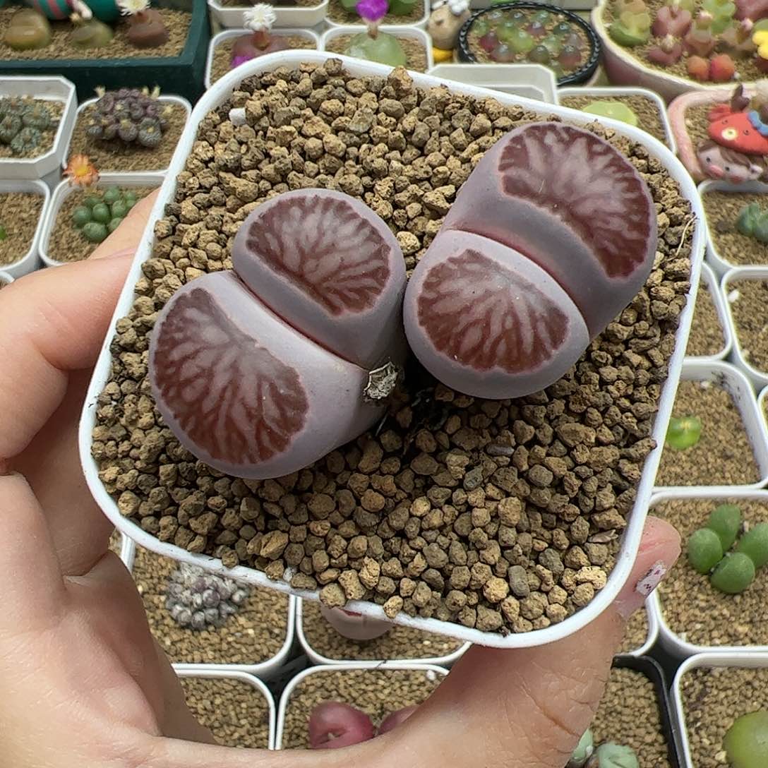 【闪购商品】320 紫菊