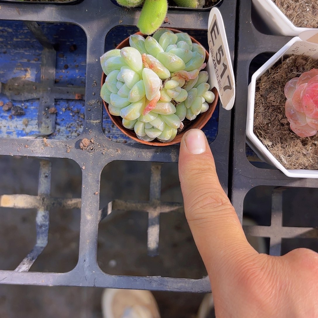 E517冰玉一物一拍